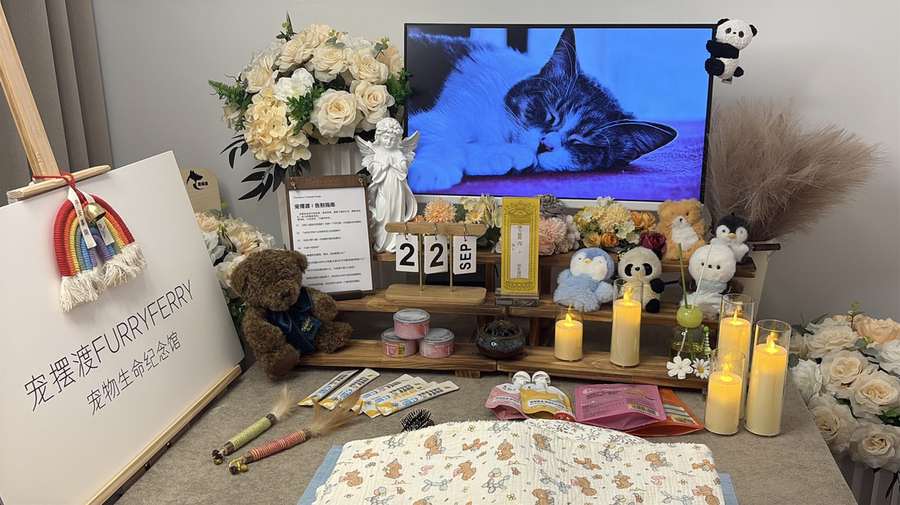 青岛宠物单独火化